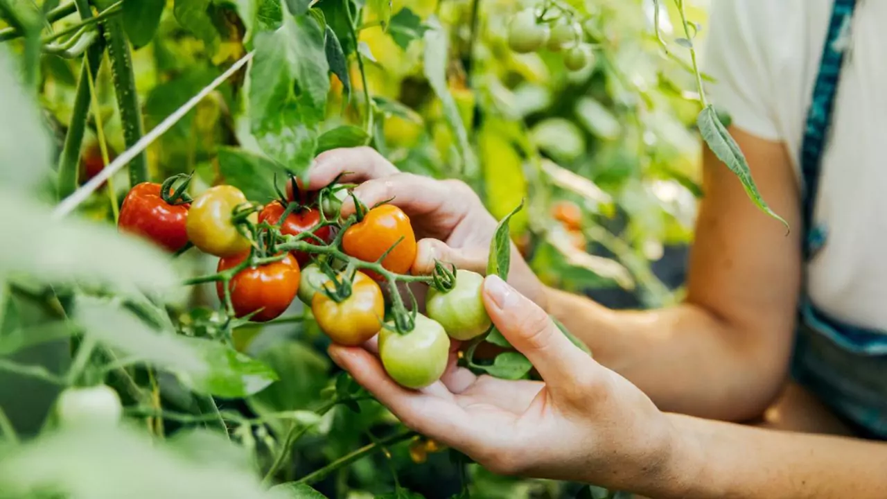 Tomatoes in hydroponic