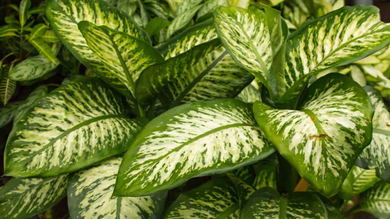 13 Indoor Plants with the Biggest Leaves 3 Tropic Snow Dumb Cane