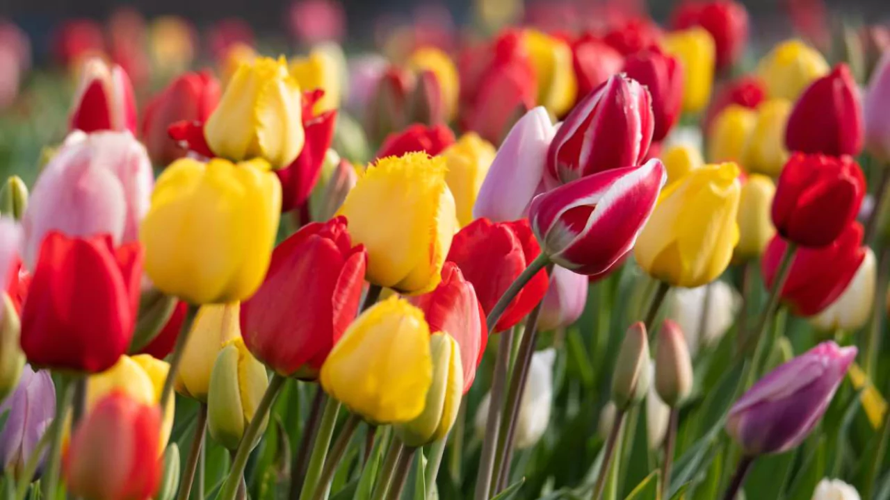 Tulips 1