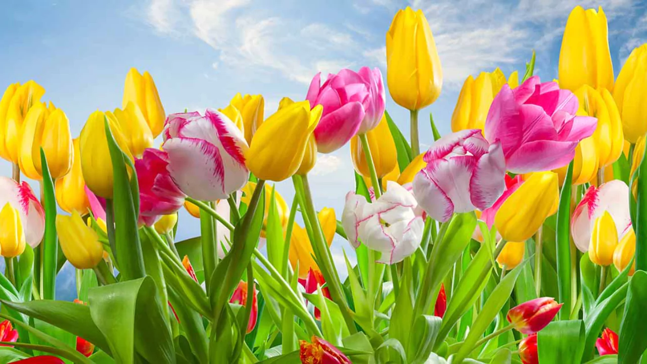 What to Do with Tulips After They Bloom
