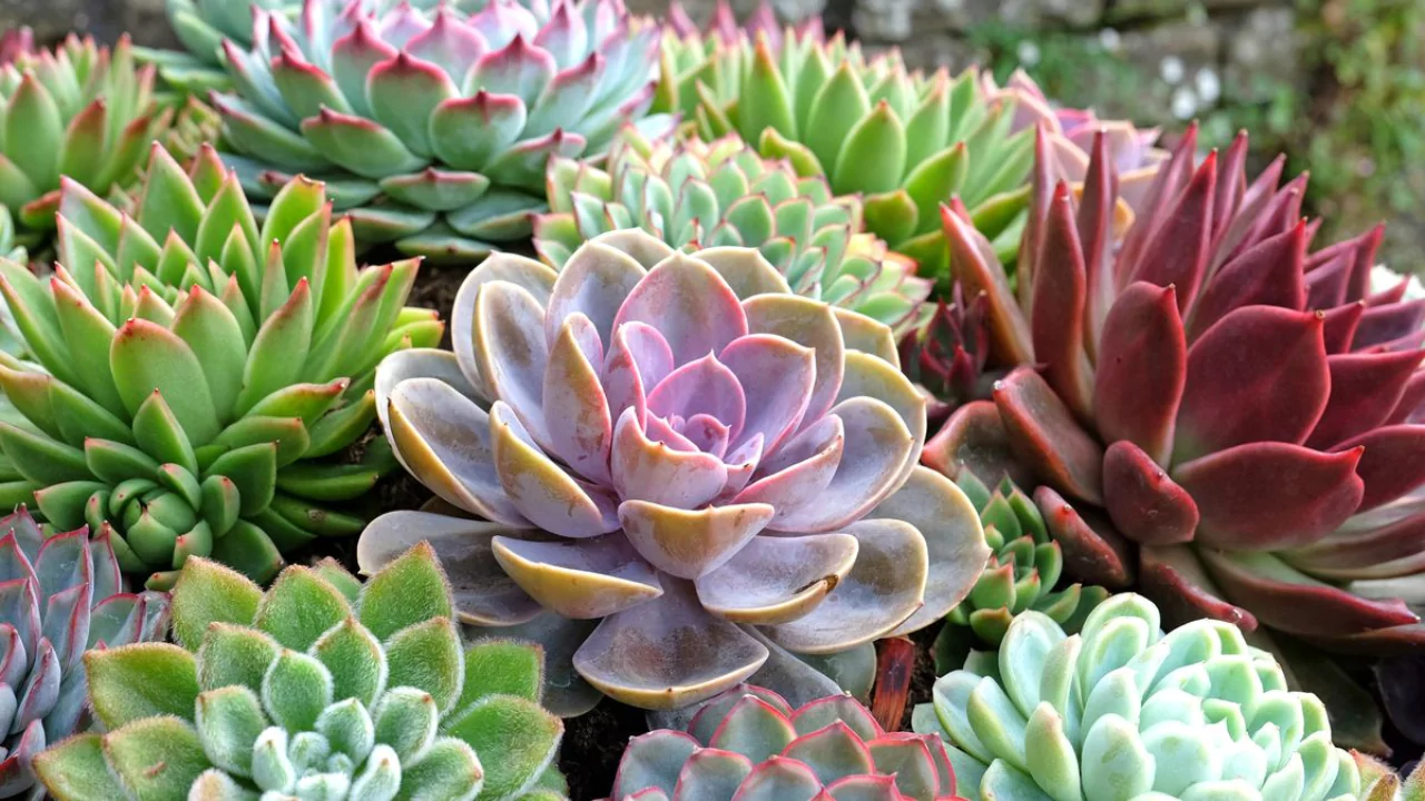 Can You Put Succulents in a Fish Tank With Fish? 4 Types of succulents