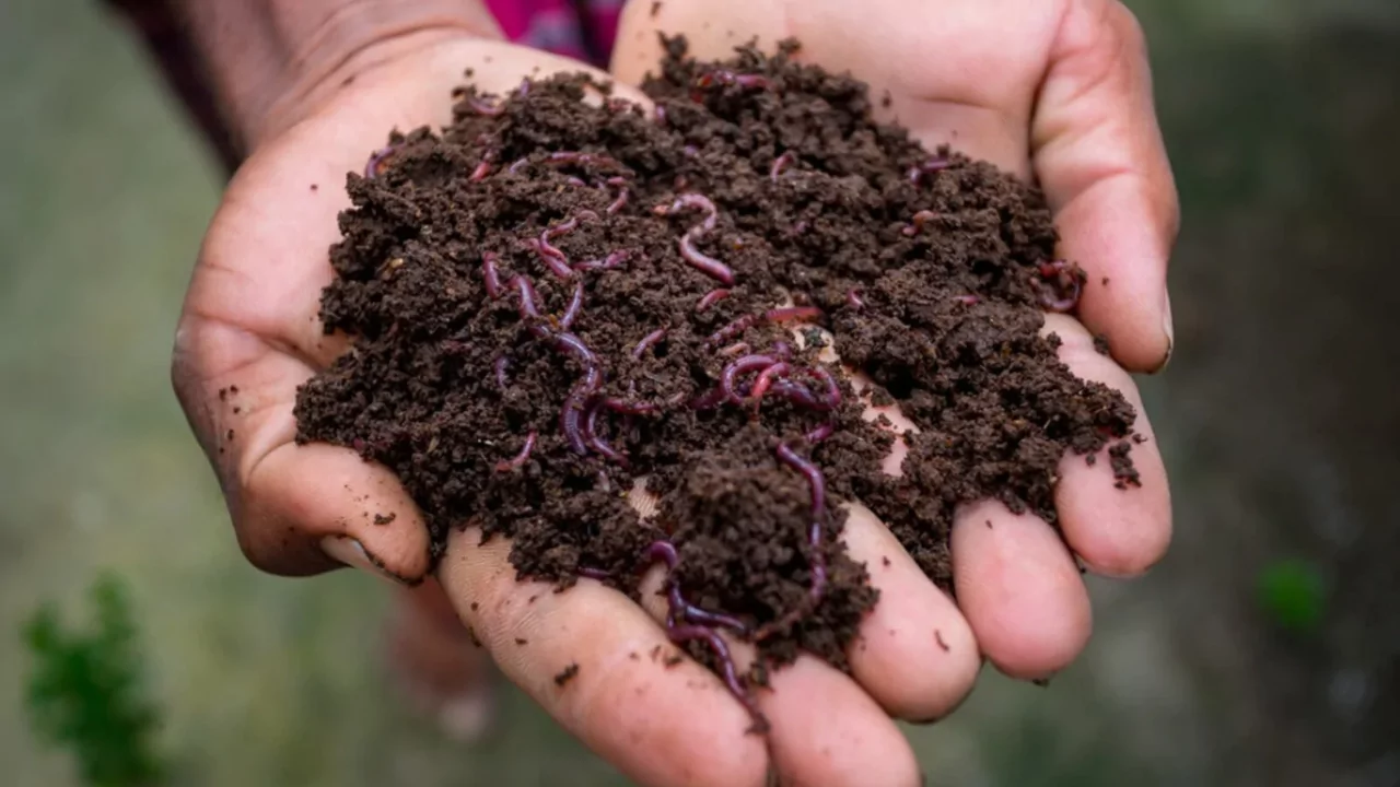 Types of worms