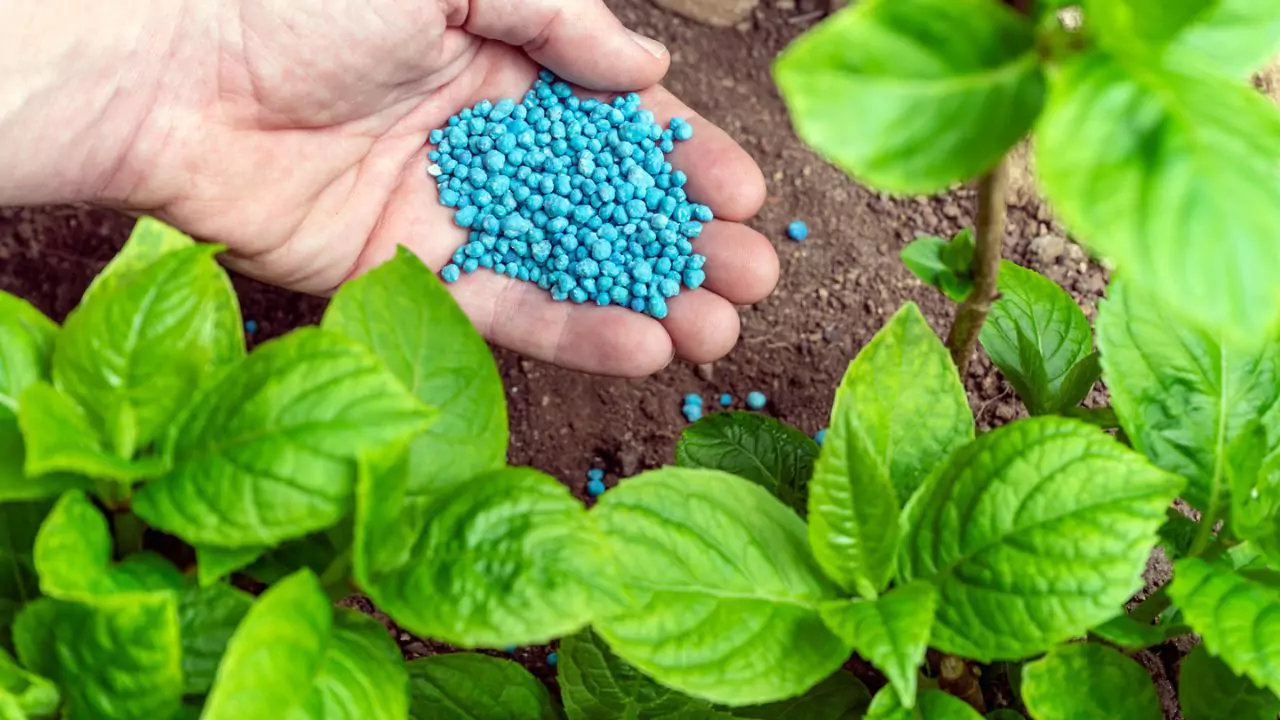 How to Improve Grass on Clay Soil in 4 Easy Ways 2 Use fertilizer 1