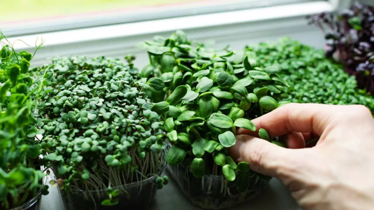 How to Grow Alfalfa Microgreens
