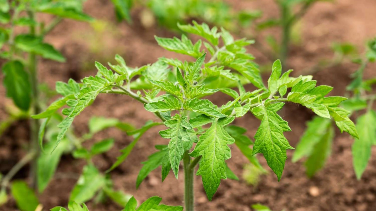 Watching tomato plant grow