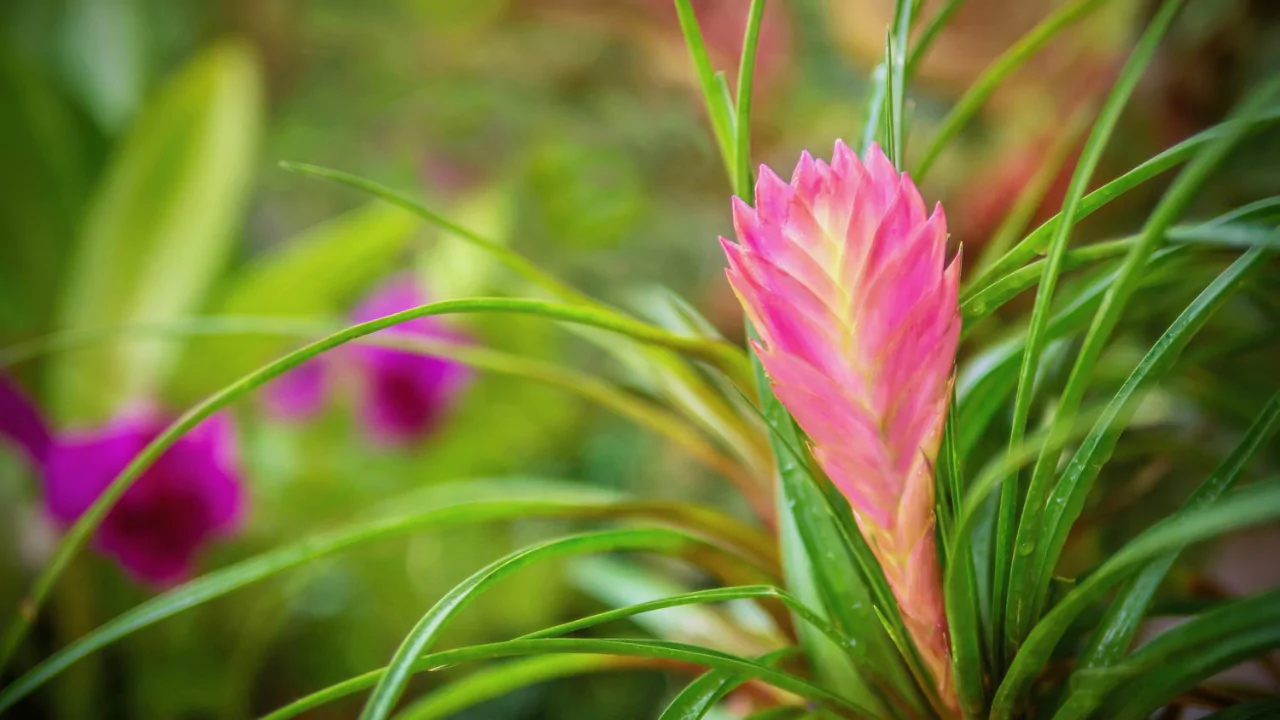 Water Pink Quill