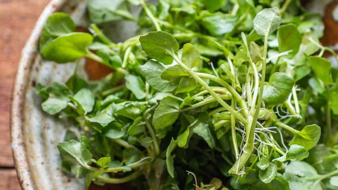 Grower Guide for Watercress Without Soil 5 Watercress 1