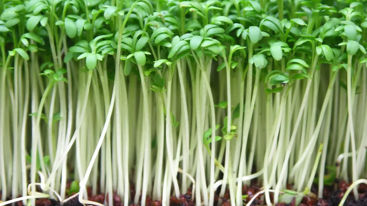 Grower Guide for Watercress Without Soil 6 Watercress 2