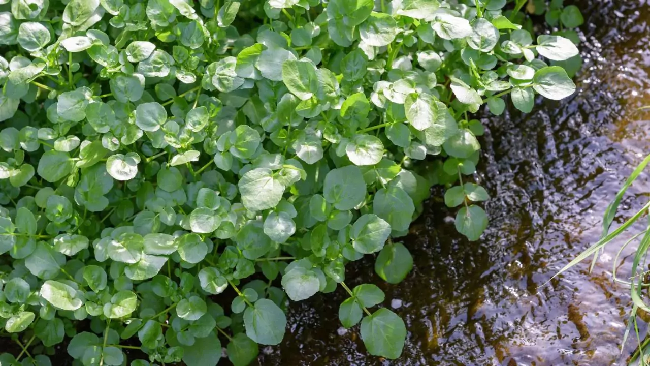 Can I Eat Watercress from My Pond? 2 Watercress In Your Ponds