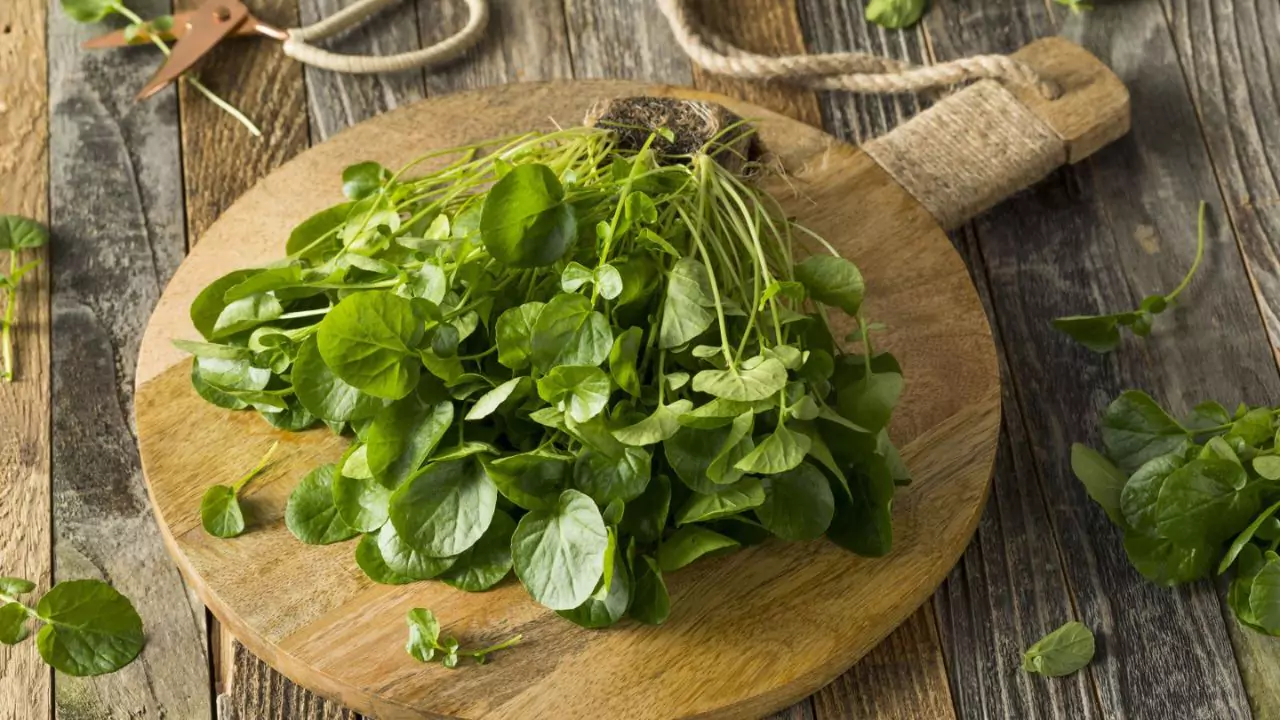 Can I Eat Watercress from My Pond? 1 Watercress in a plate 1
