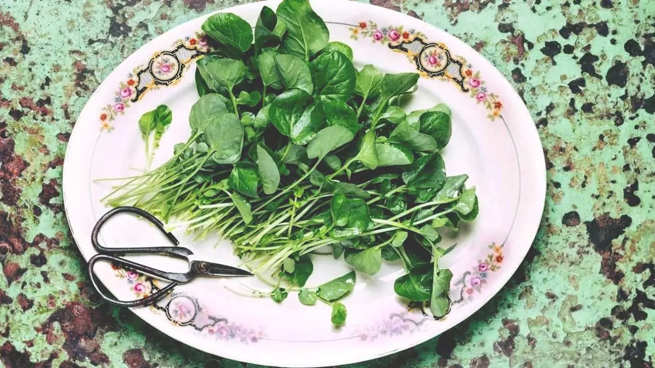 Grower Guide for Watercress Without Soil 4 Watercress in a plate