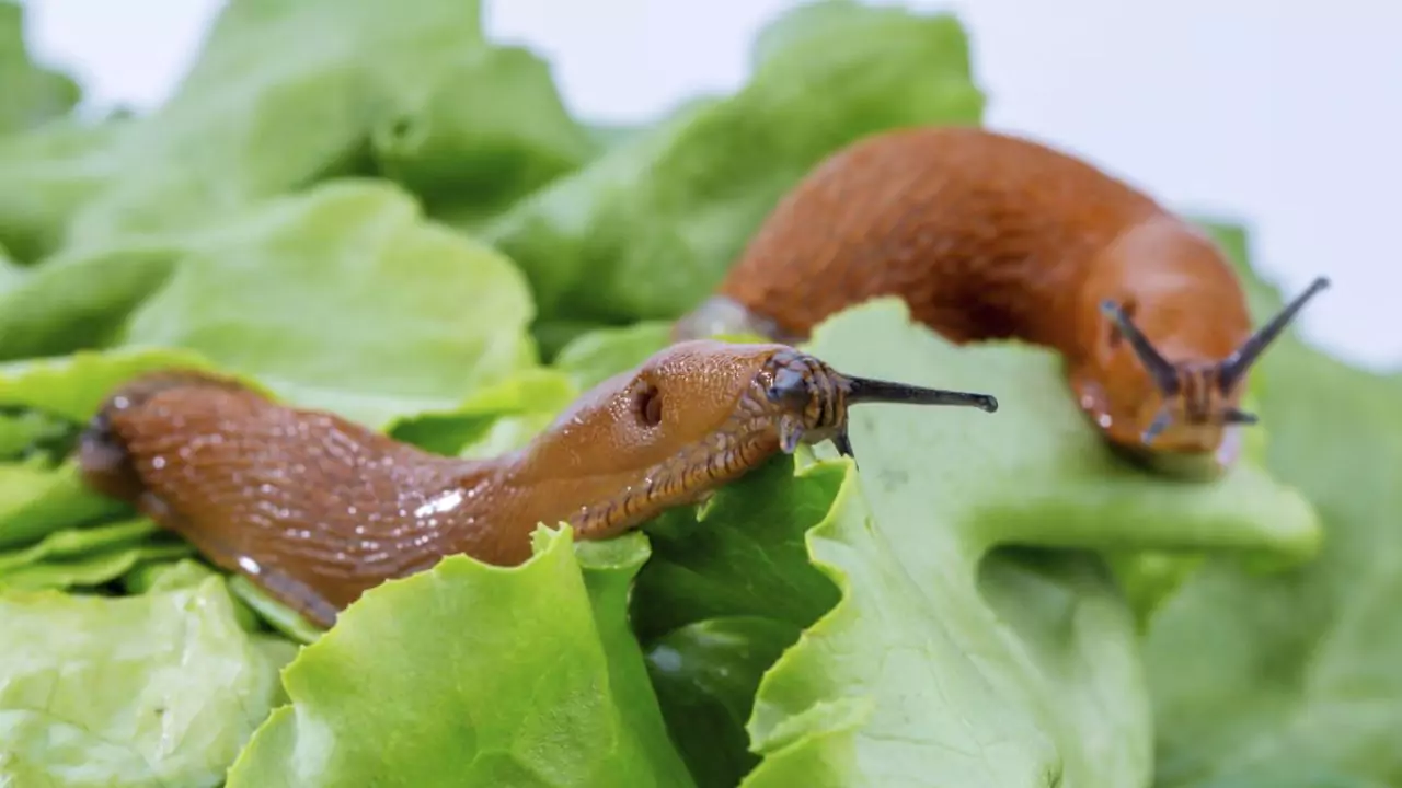 Grower Guide for Watercress Without Soil 8 Watercress slugs