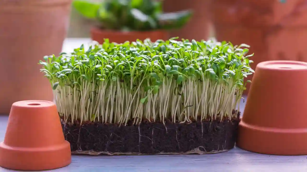 Watercress