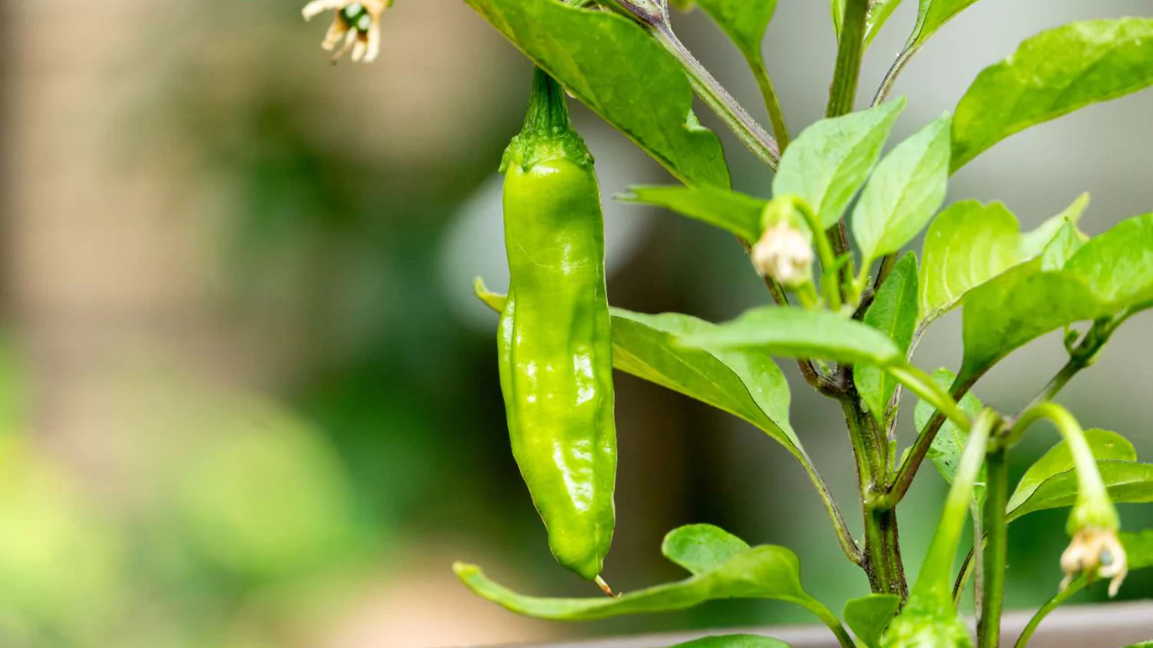 How To Grow Shishito Peppers in Pots