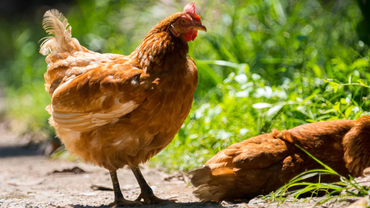 Which Chickens Lay Colored Eggs? 7 What Chickens Lay Brown Eggs