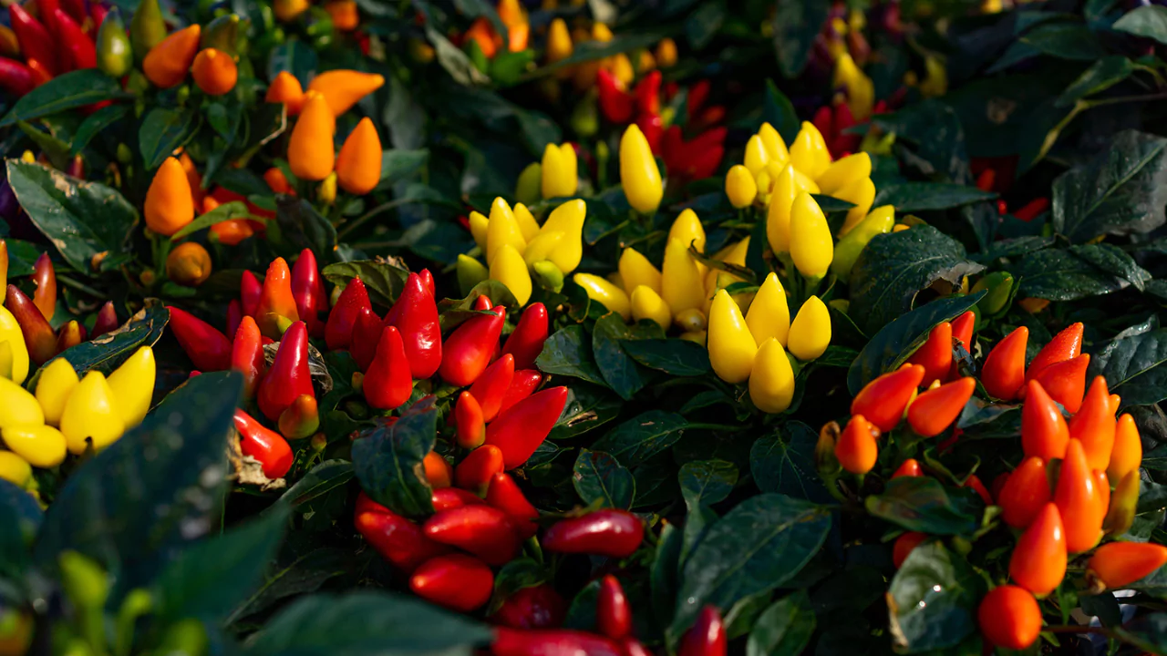 What are ornamental peppers