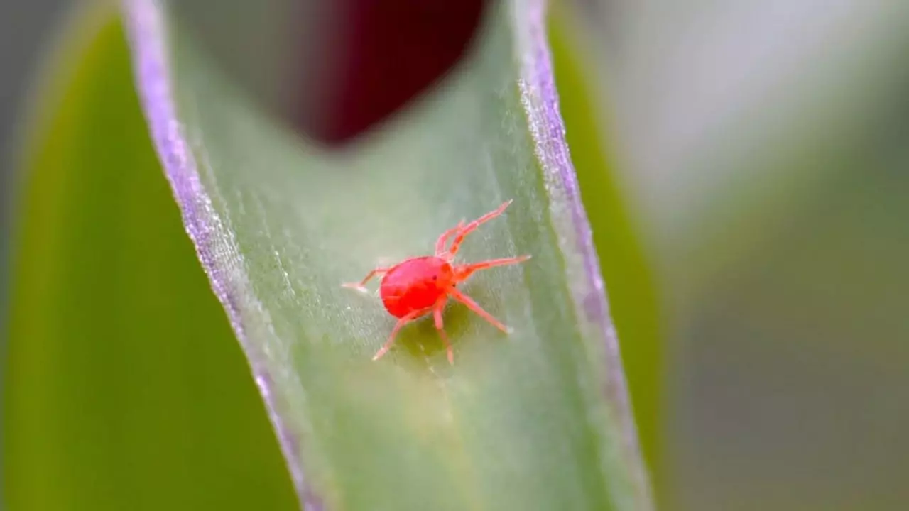 What are spider mites 1