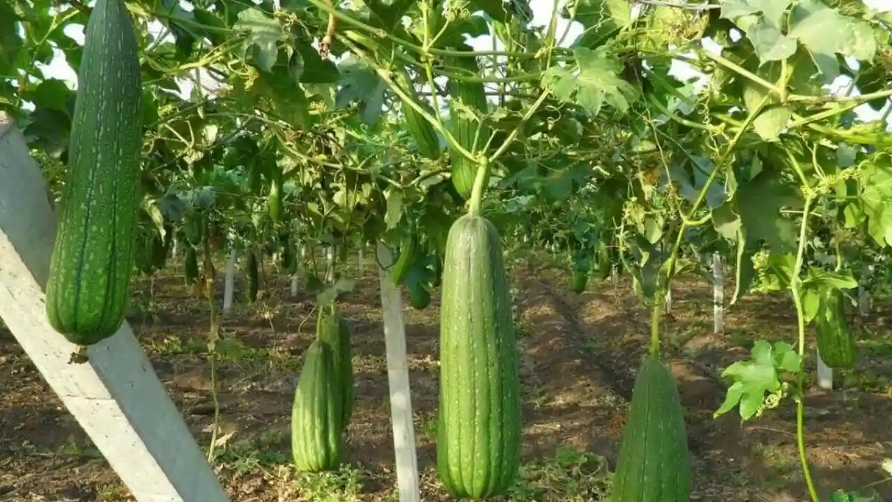 Growers Guide for Patola 1 What is patola