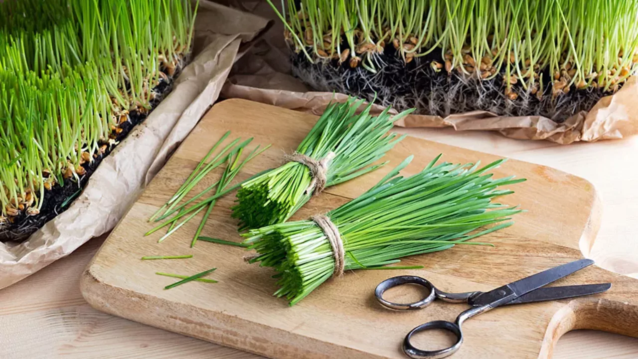 Wheatgrass Seeds for Sprouting – Grower’s Guide 1 Wheatgrass after Cutting