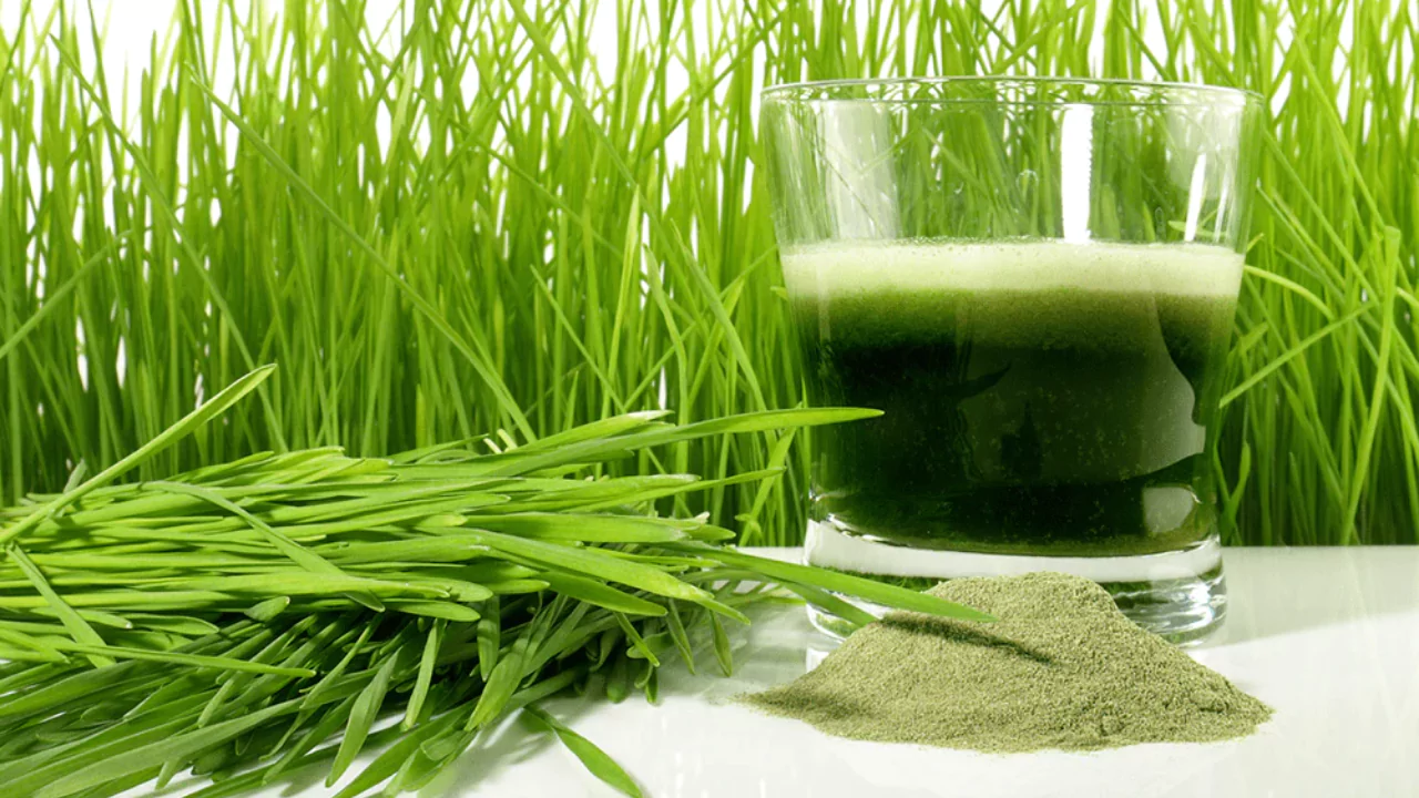 Wheatgrass Seeds for Sprouting – Grower’s Guide 5 Wheatgrass juice