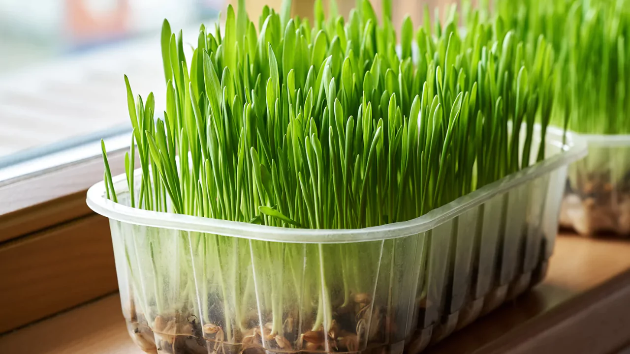 Wheatgrass Seeds for Sprouting – Grower’s Guide 2 Wheatgrass