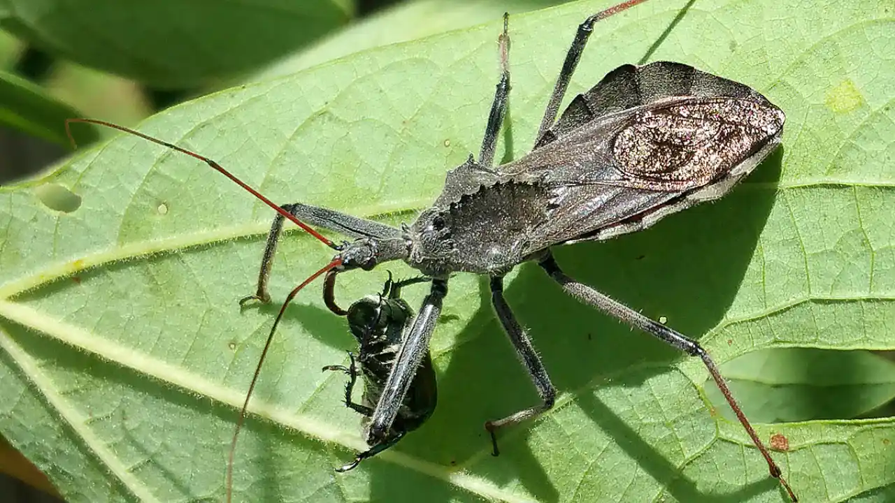 Wheel bug
