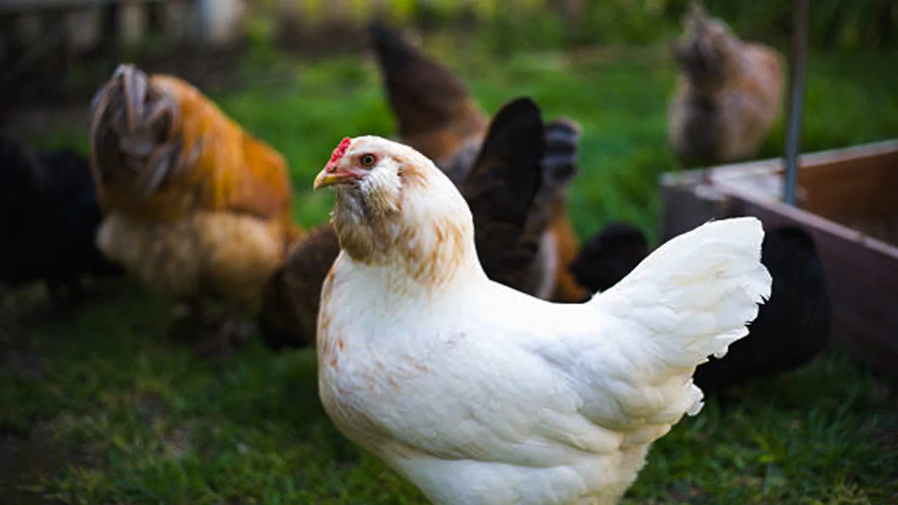 Which Chickens Lay Colored Eggs? 2 White Araucana