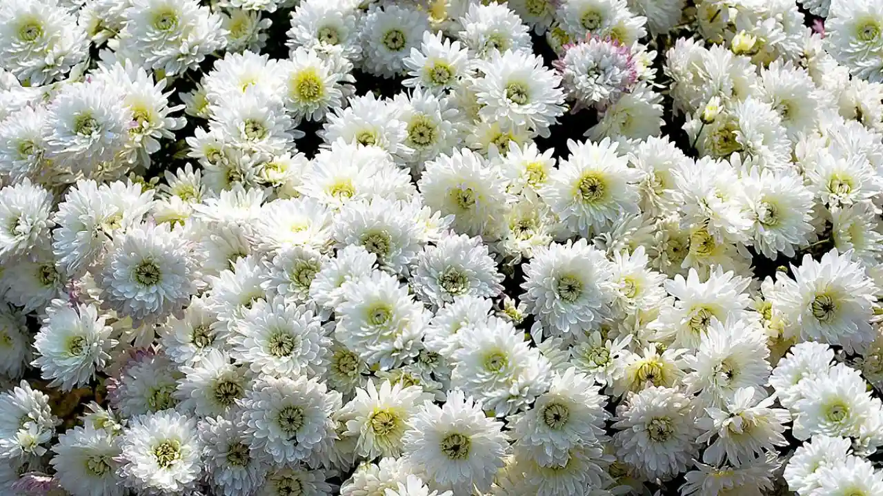 White Chrysanthemum