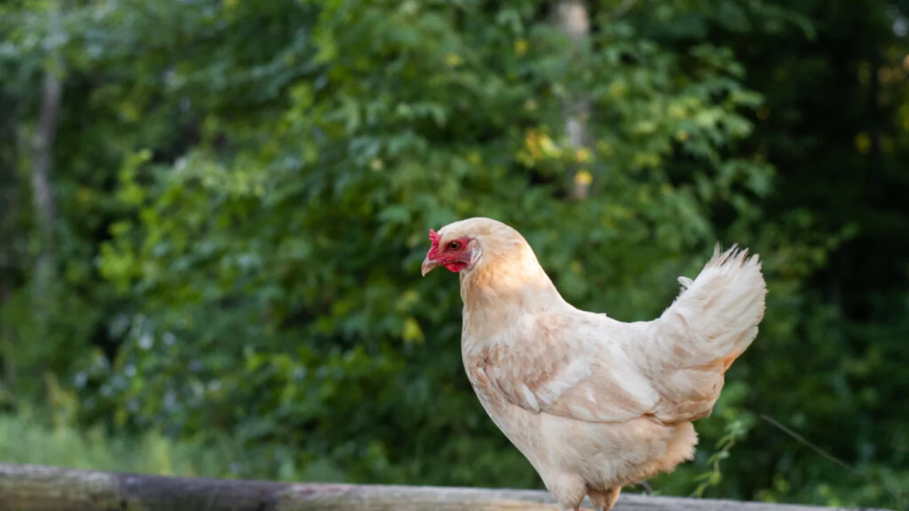 Which Chickens Lay Colored Eggs? 6 Whiting True Blue
