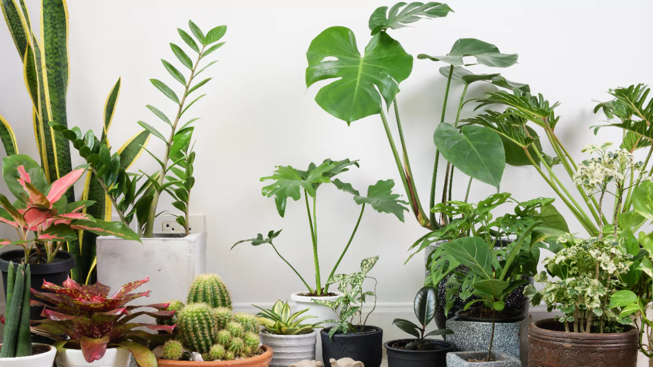 Do Plants Die of Old Age? Everything You Need to Know 3 Why Do Plants Die Of Old Age