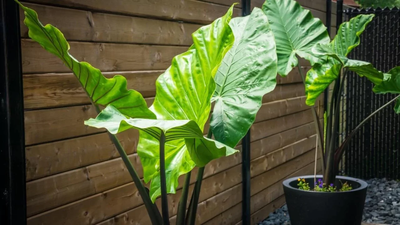 13 Indoor Plants with the Biggest Leaves 10 Why Elephant Ear plant dripping water