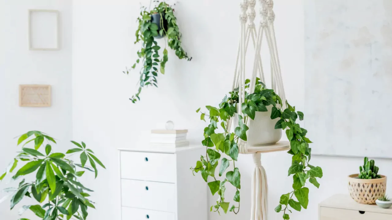 Suitable Ceiling Hooks for Hanging Plants 1 Why is the right ceiling hook important