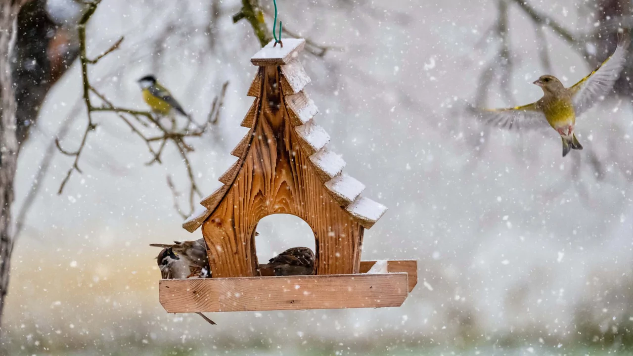 Winter bird