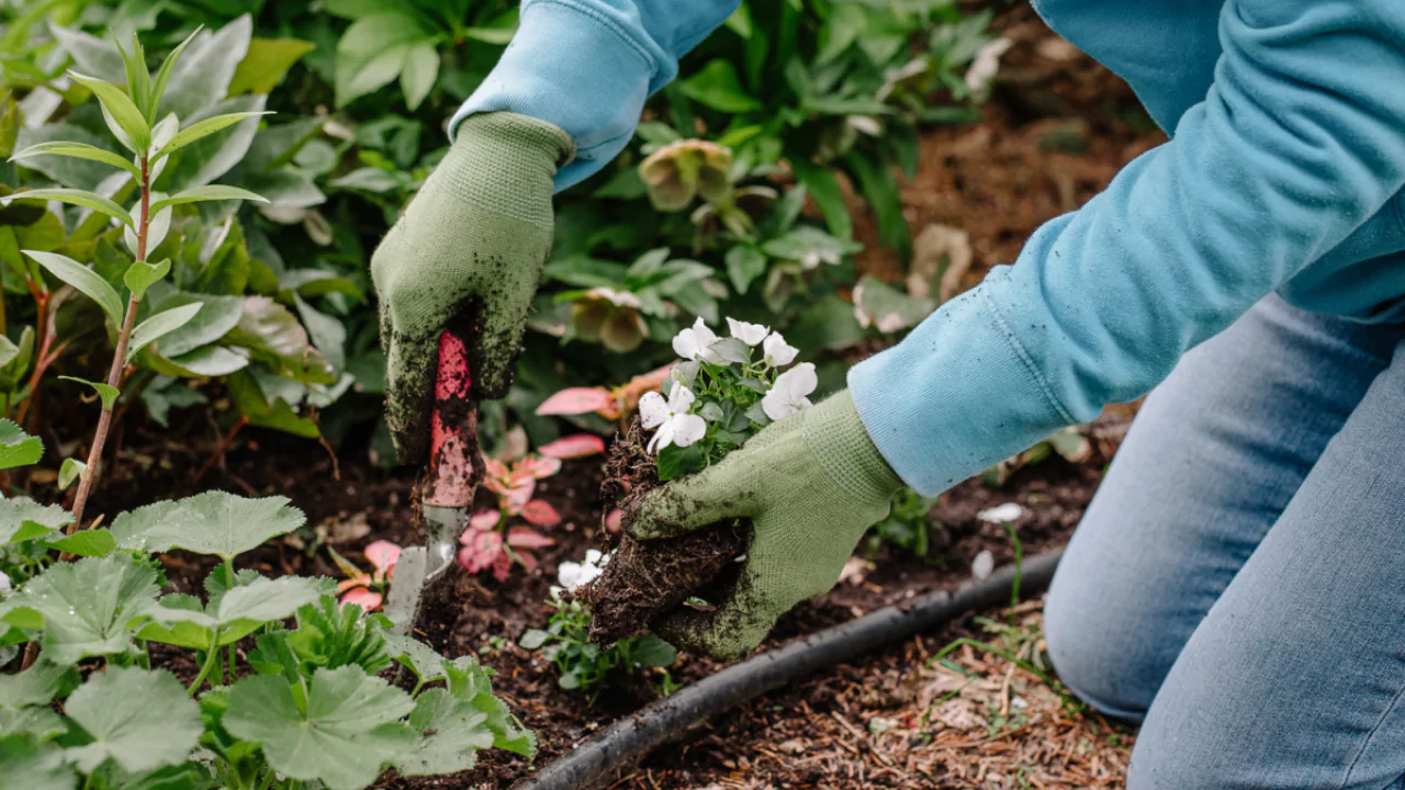 Work in garden