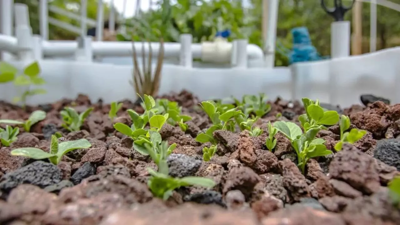 Worms in aquaponics