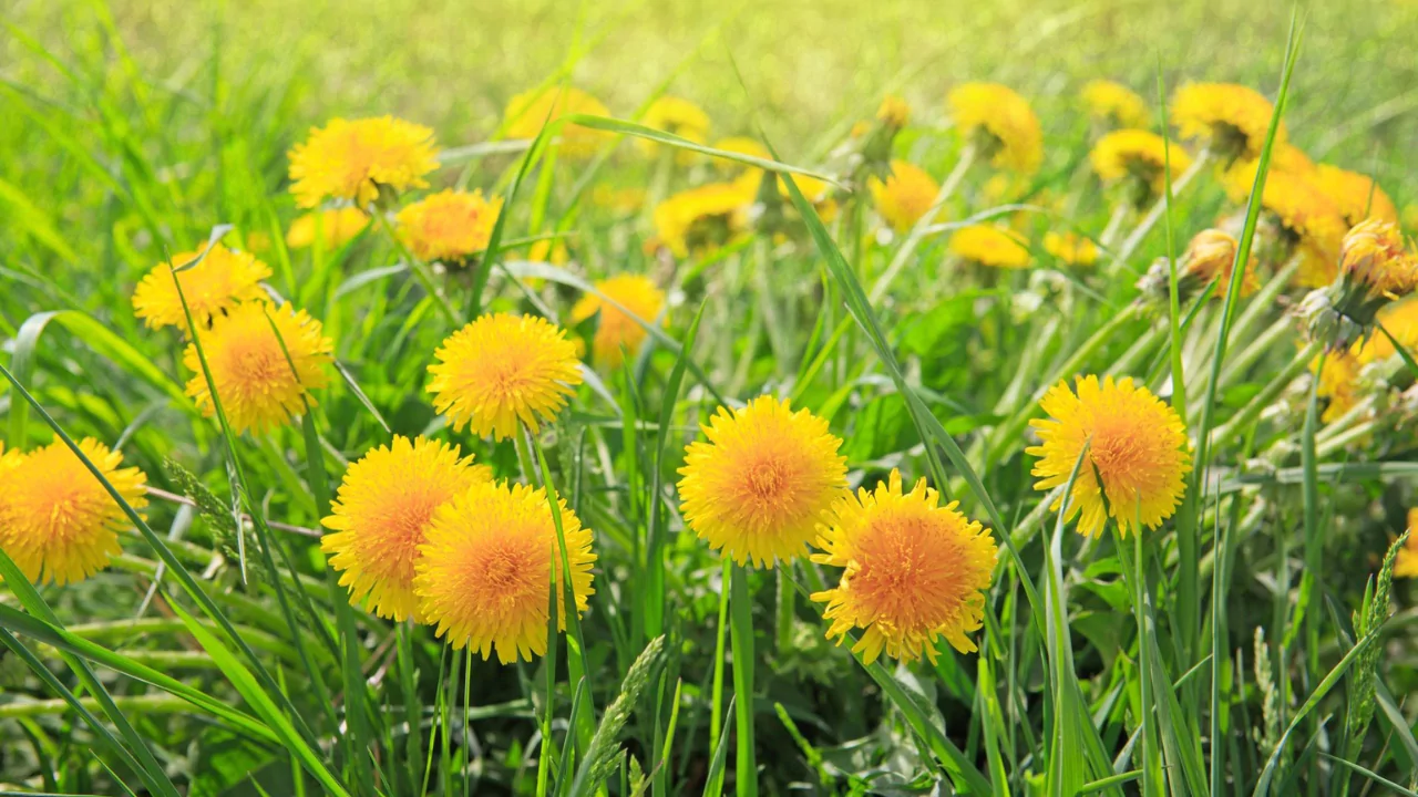 Yellow Dandelions