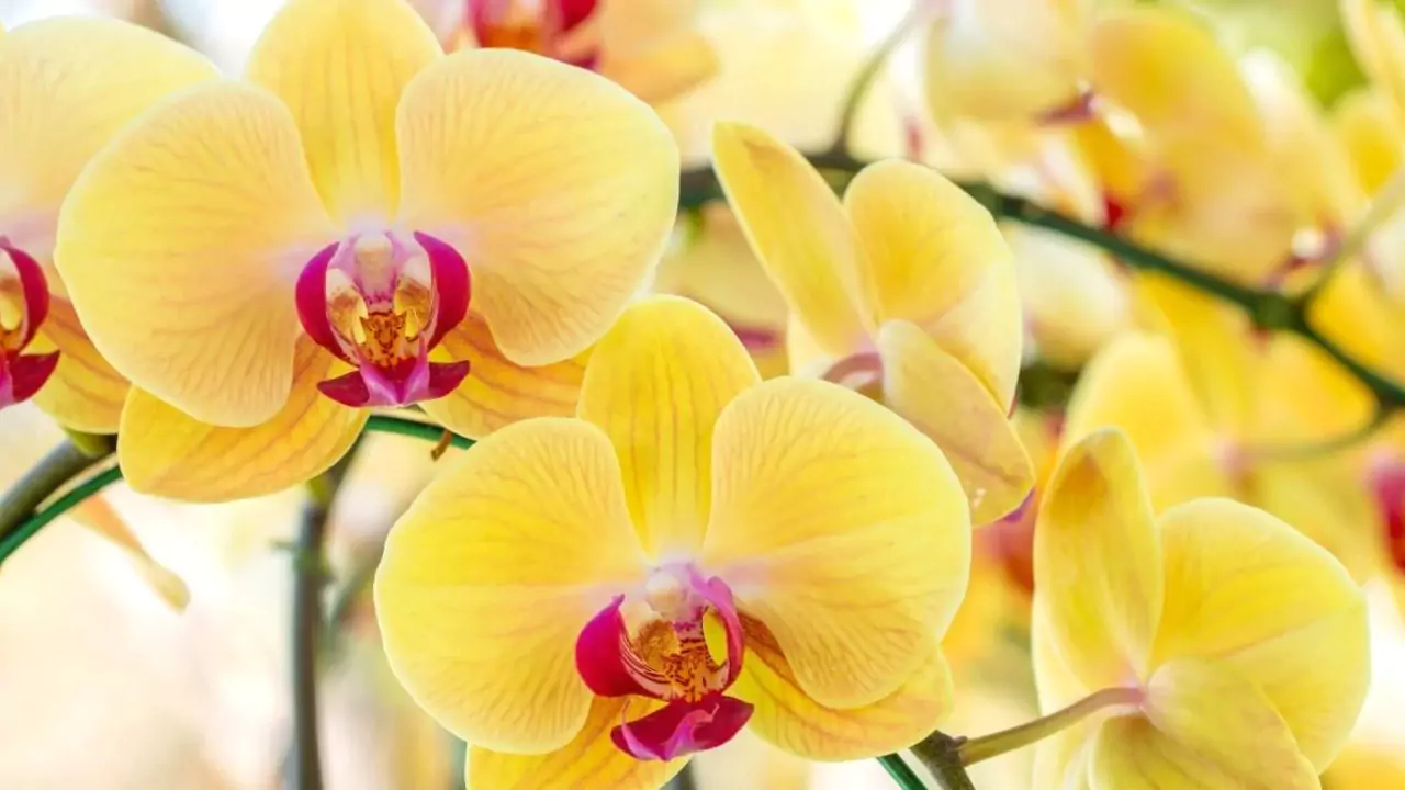 Yellow Orchids 1