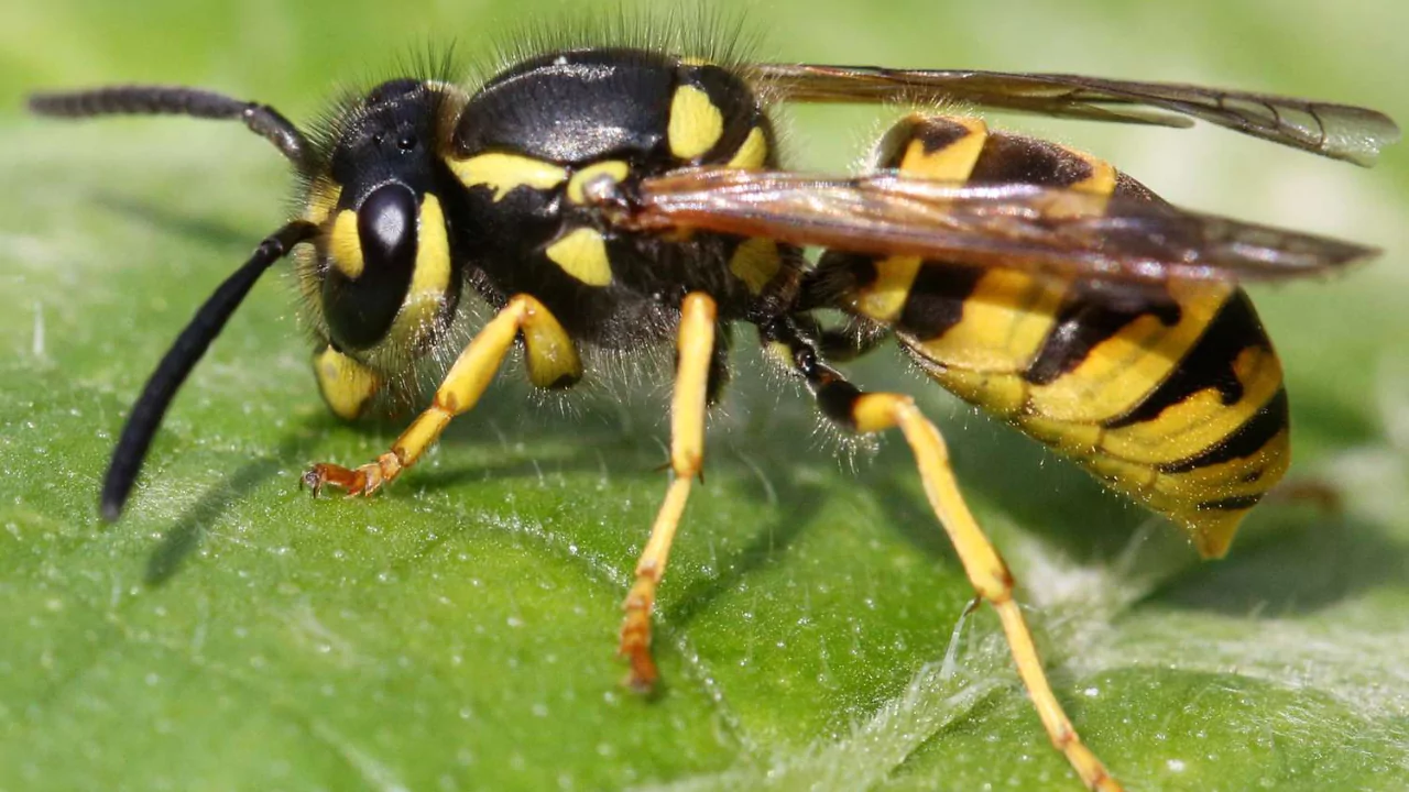 Yellow jacket