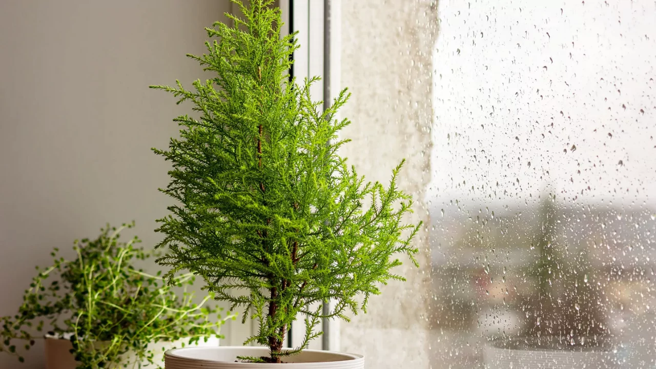 My Guide on How to Revive a Dying Conifer 7 You can save dying Conifer