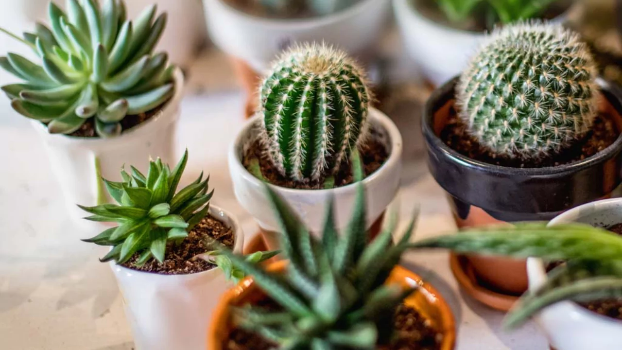 cacti succulents