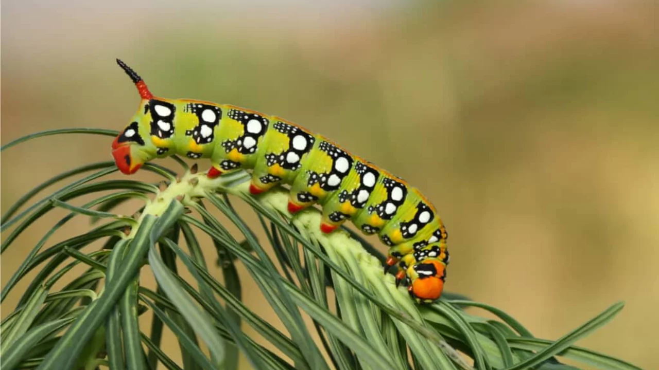 Do Caterpillars Have Legs? 1 caterpillars legs