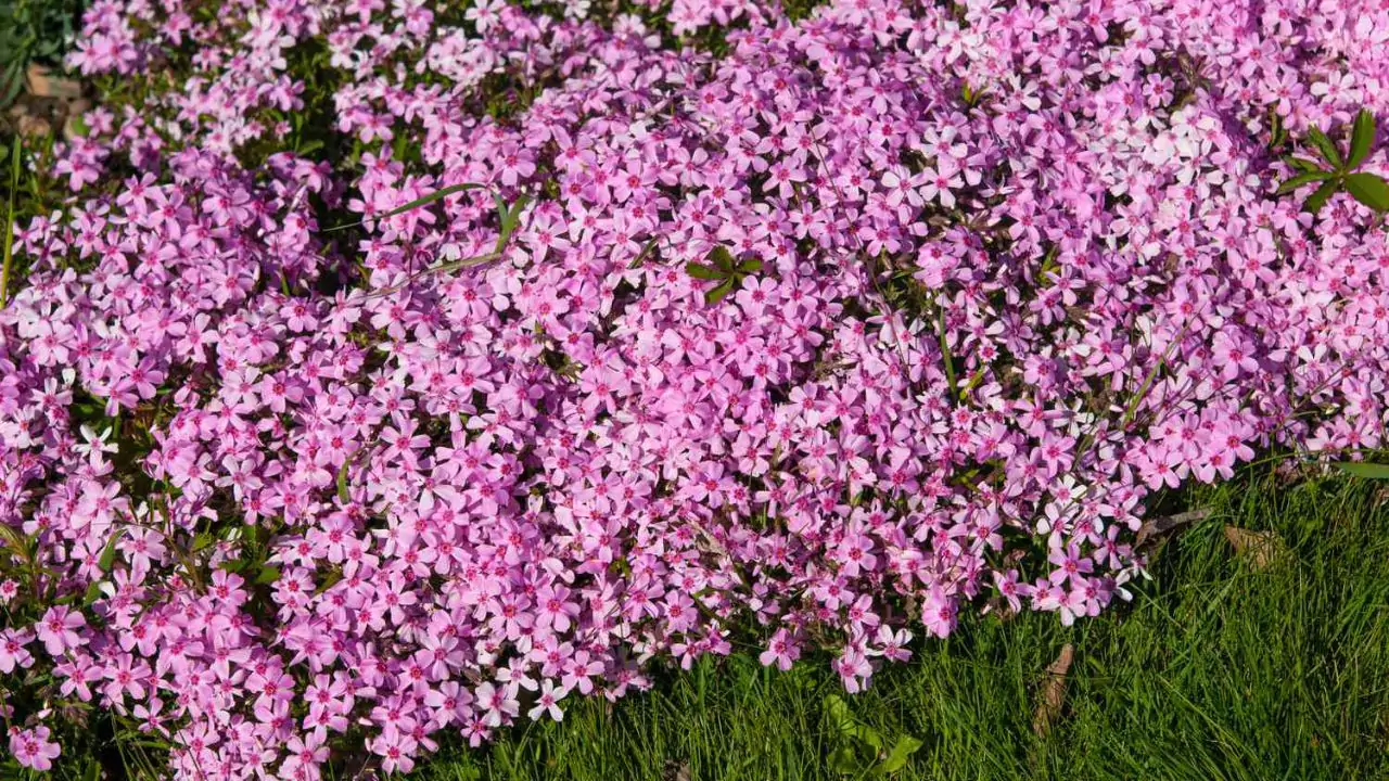 Seasonal Guide To Japanese Flowers 6 creeping