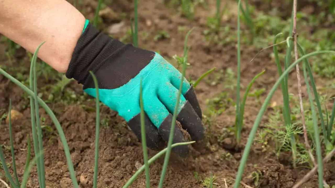 Gardening Claw Gloves (What Are They for?) 1 gardening claw gloves