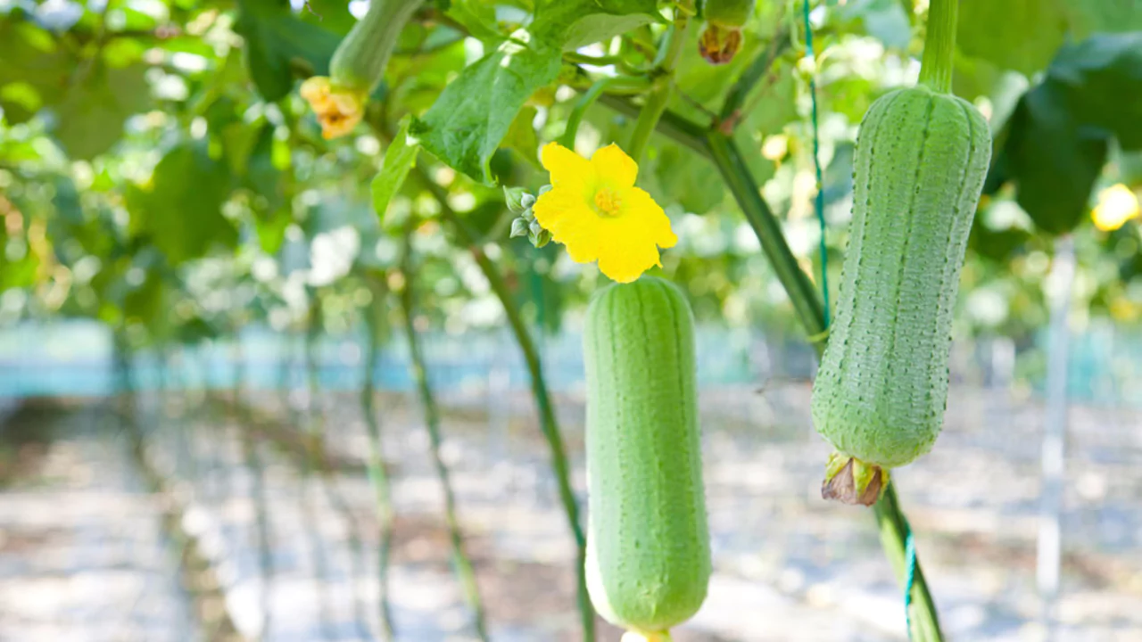Growers Guide for Patola 2 grow Patola