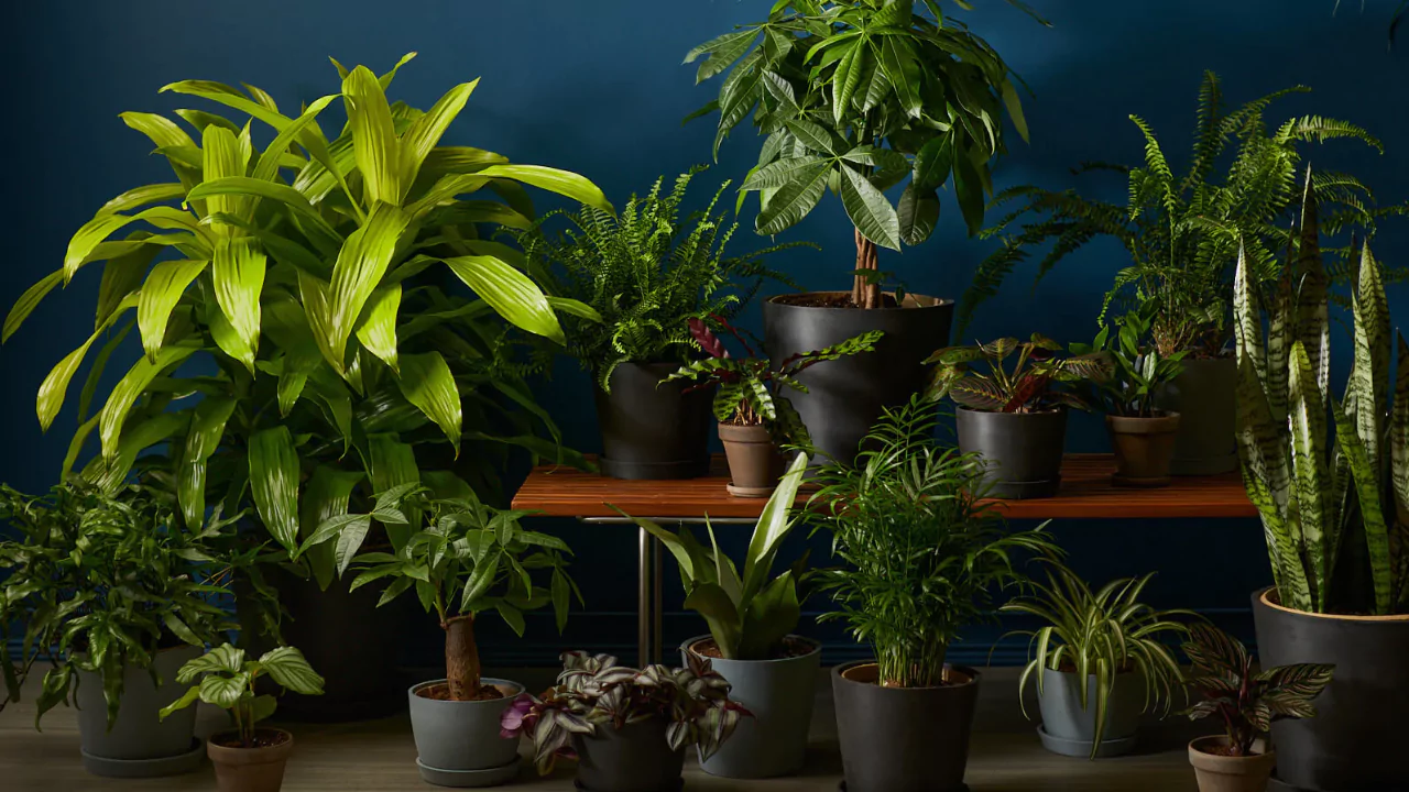 Do Indoor Plants Attract Bugs? 1 indoor plants