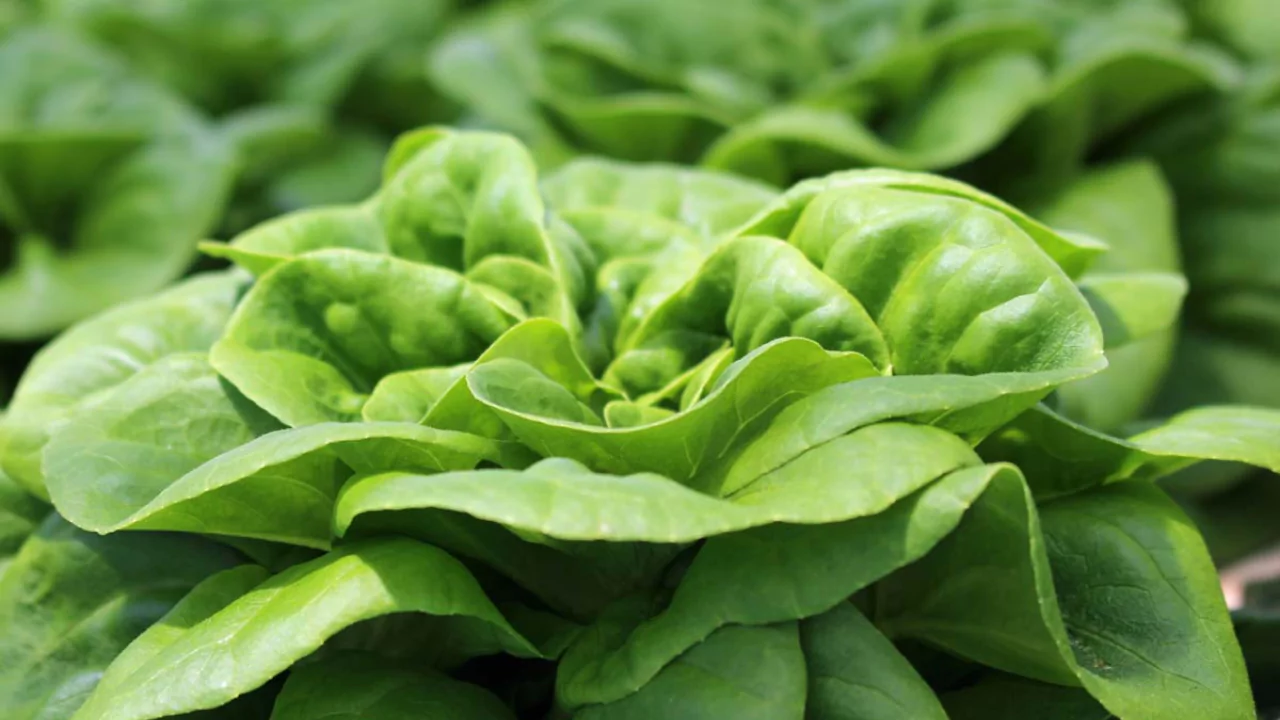 lettuce