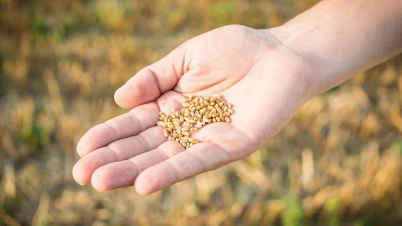 microgreens seeds 1