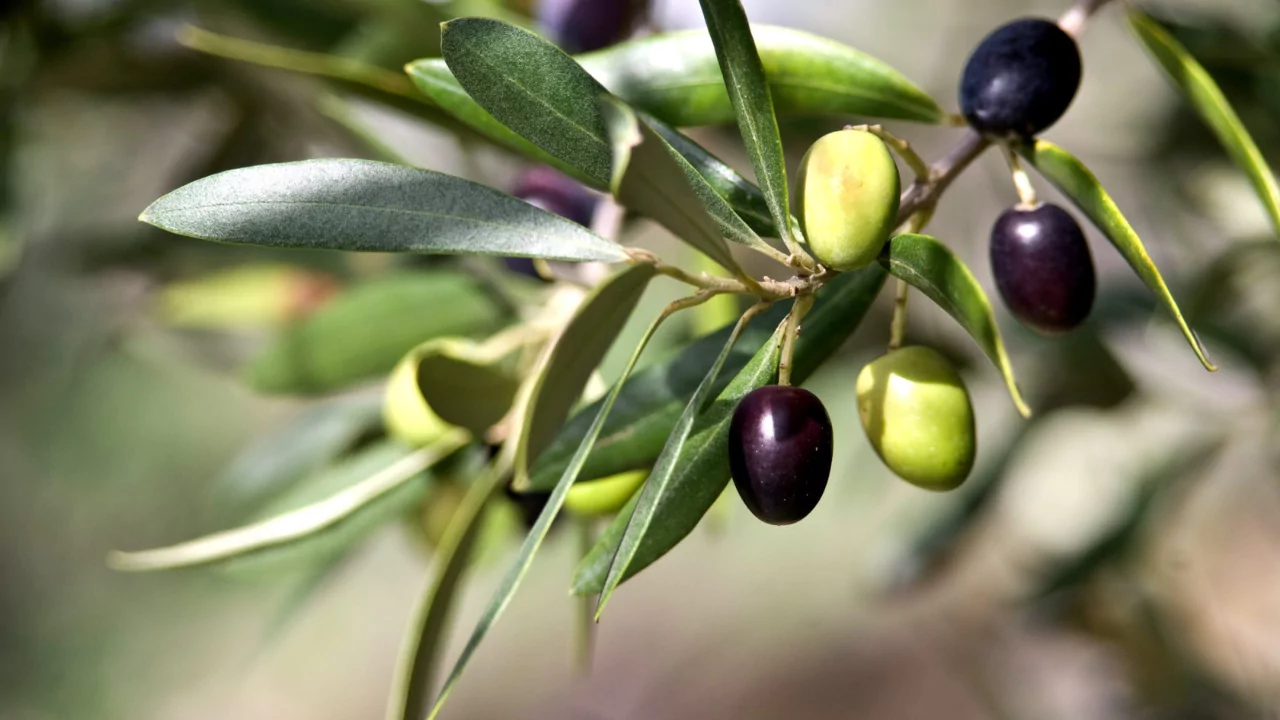 9 Fruit Trees you can Grow Indoors 4 olive trees