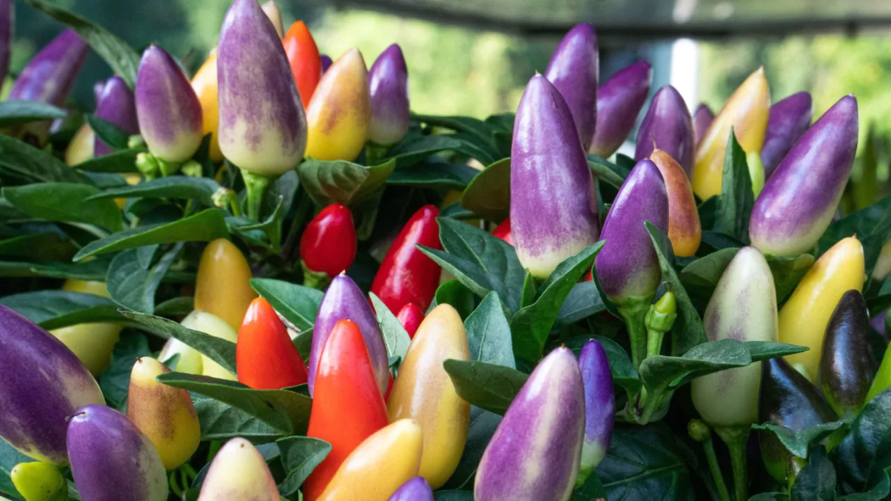 Are Ornamental Peppers Edible