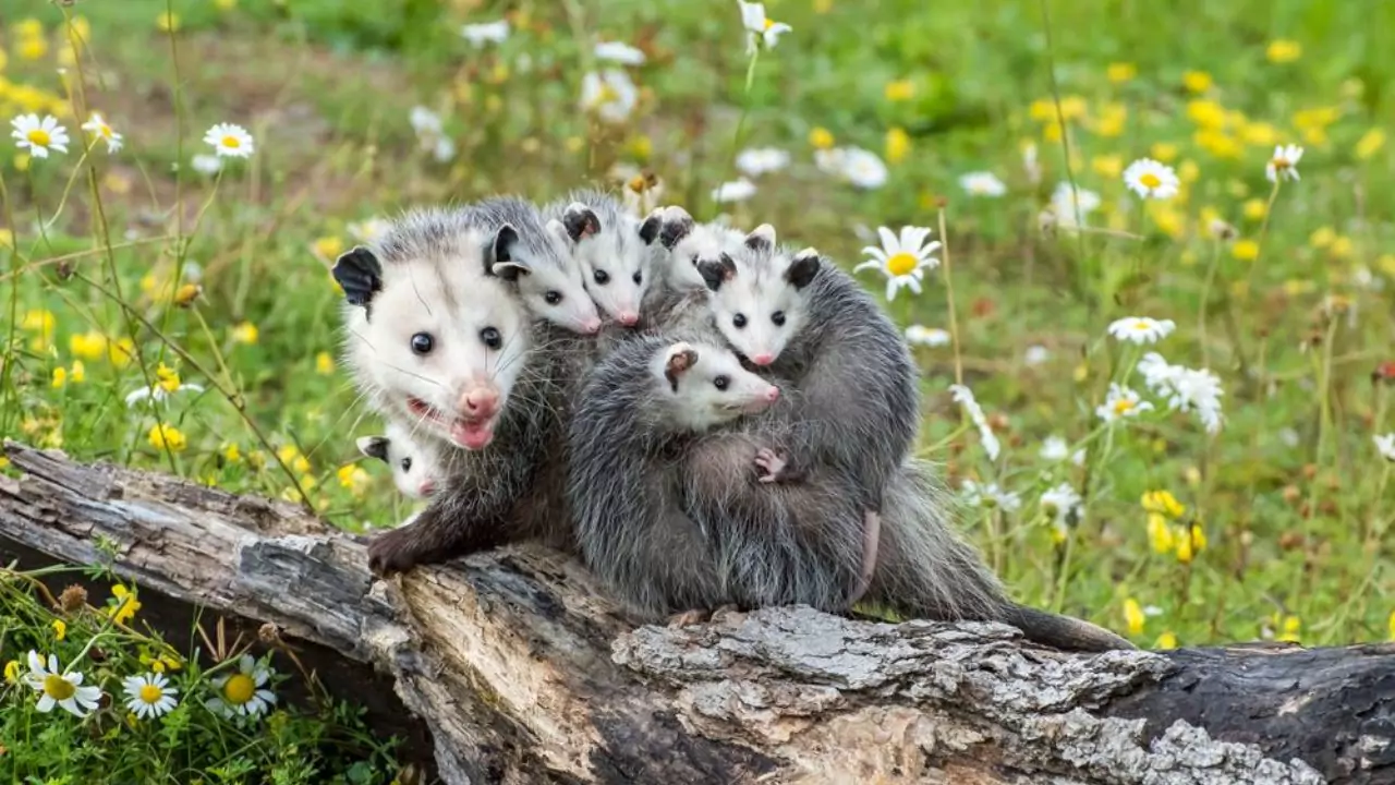 How to Scare Possums Away from Your House